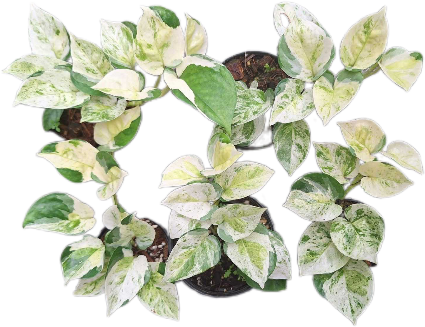 Pothos Global Japan Tricolor – Wholesale Set of 5 Plants