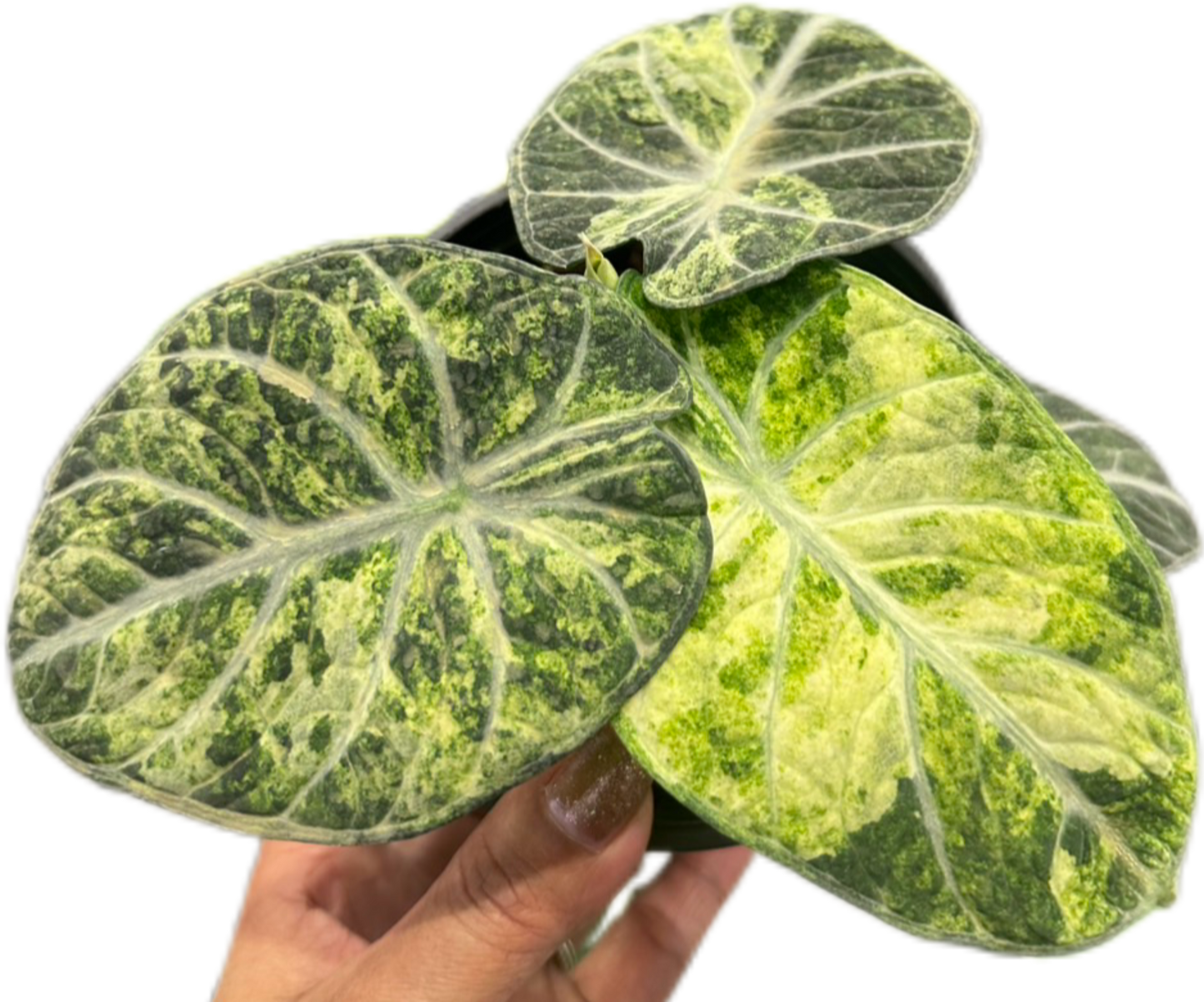 Alocasia “Ninja Tricolor” – Wholesale Set of 3 Plants