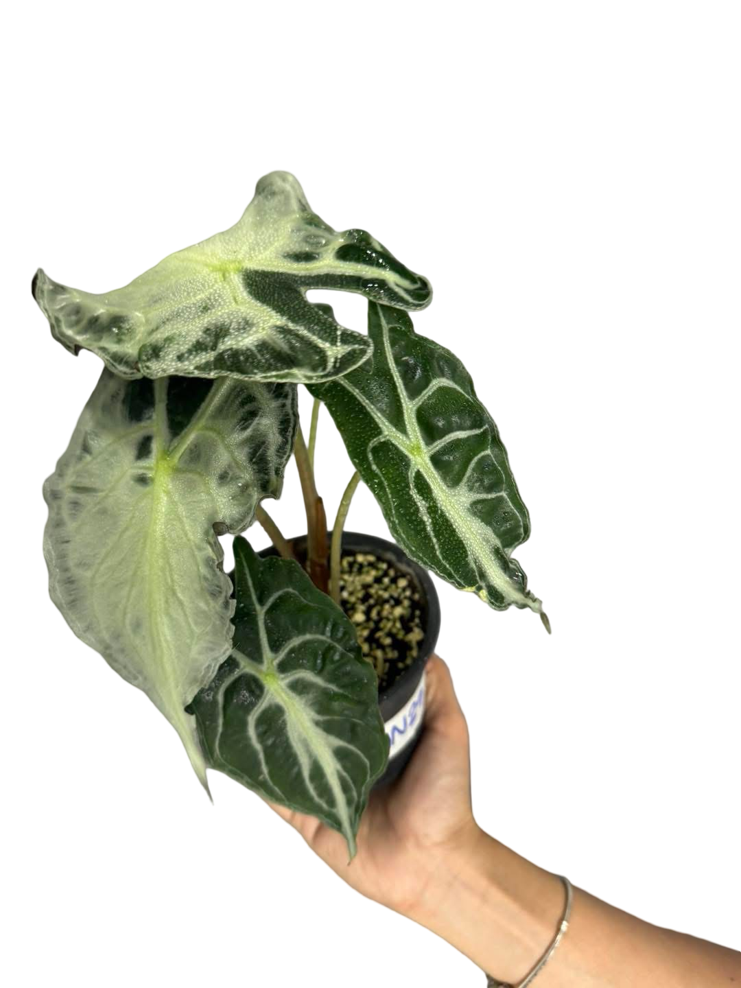 Buy Alocasia “Low Rider” Albo Variegated … | Thailand Export