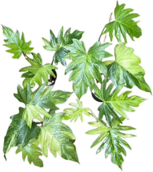 Philodendron Radiatum Variegated Set of 5 Plants
