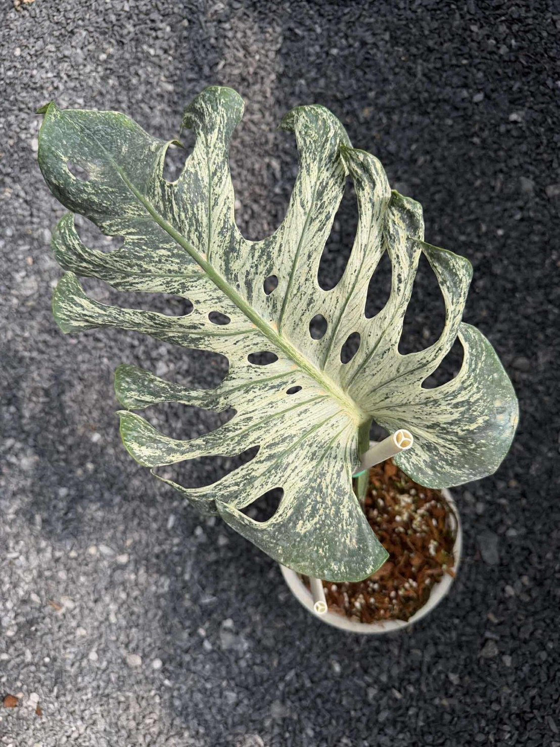 Monstera Deliciosa “Devil Monster” – Rooted Cutting with New Shoot (From Mother Plant)