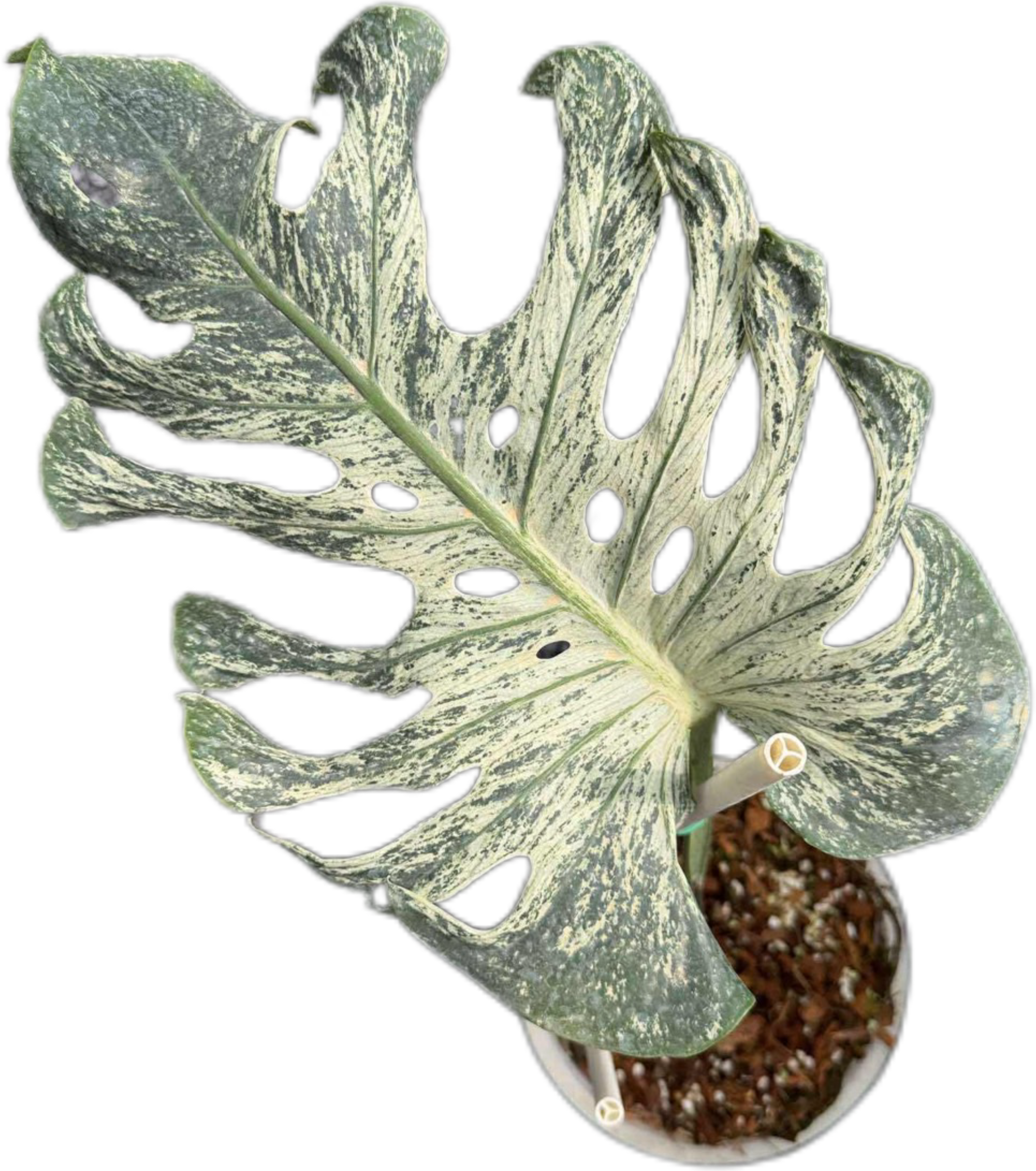 Buy MONSTERA Deliciosa “DEVIL MONSTER” | Thailand Export
