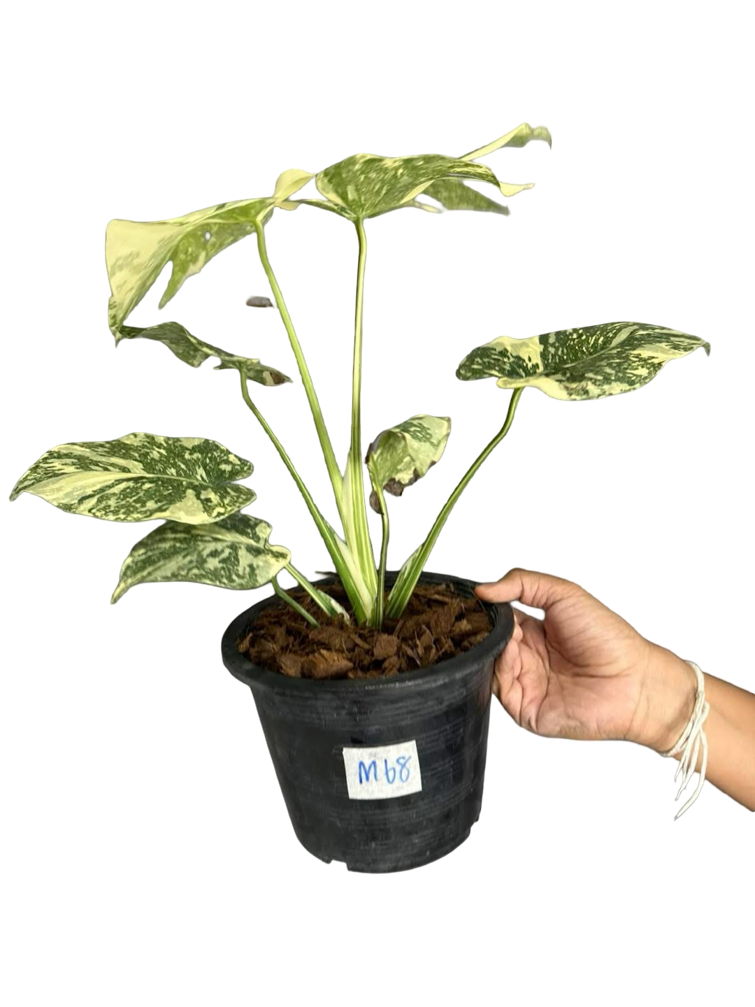 Monstera Deliciosa “White Snow”