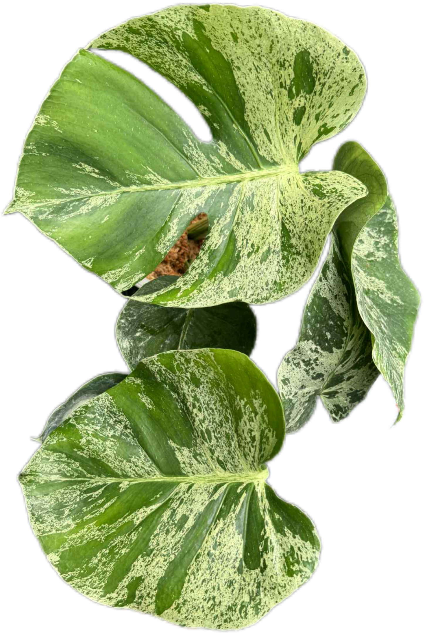 Monstera Deliciosa ‘Bulbasaur’ Variegated – 3-Leaf Top Cutting with Roots (Ready to Ship)