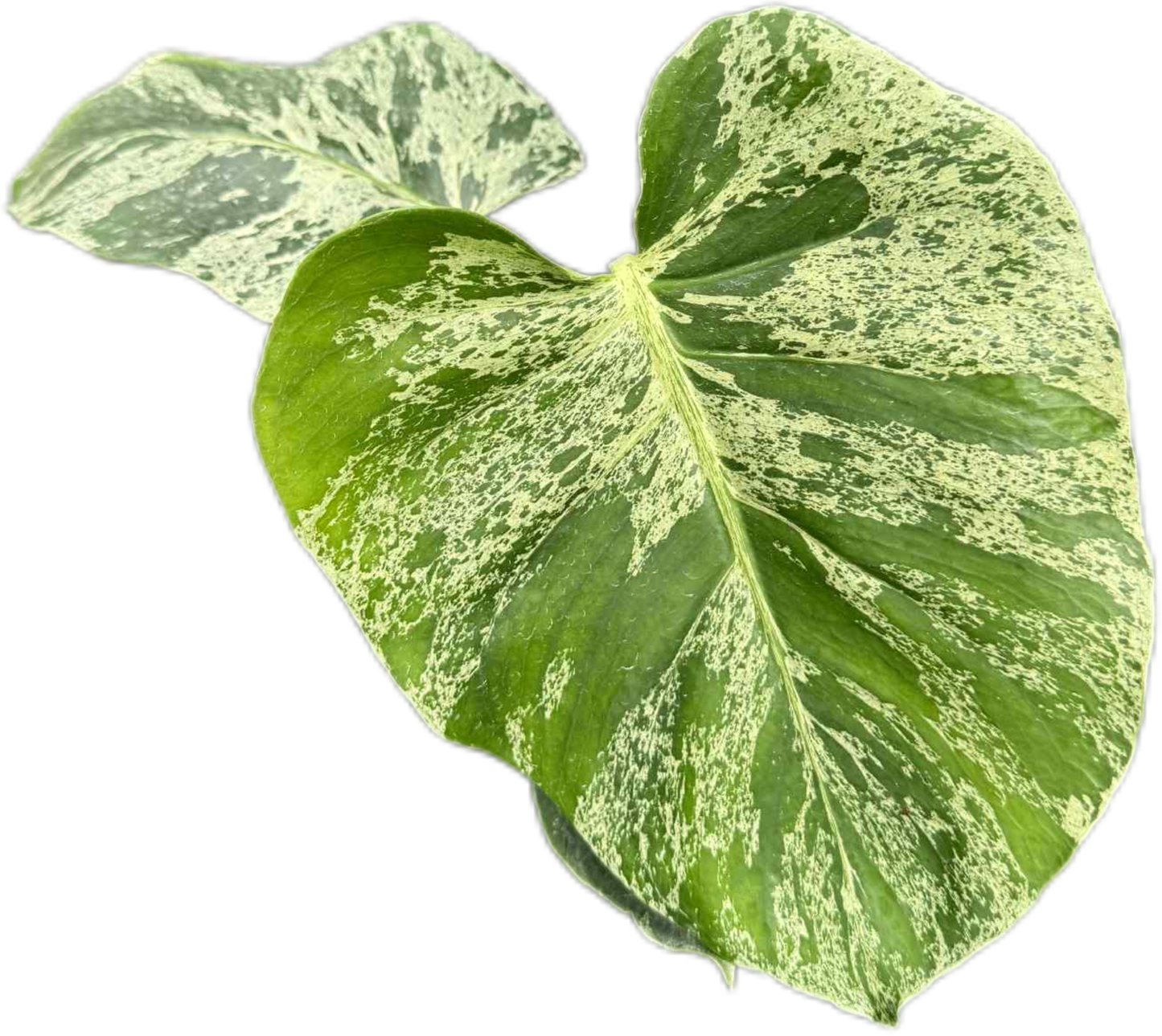 Monstera Deliciosa ‘Bulbasaur’ Variegated – 3-Leaf Top Cutting with Roots (Ready to Ship)