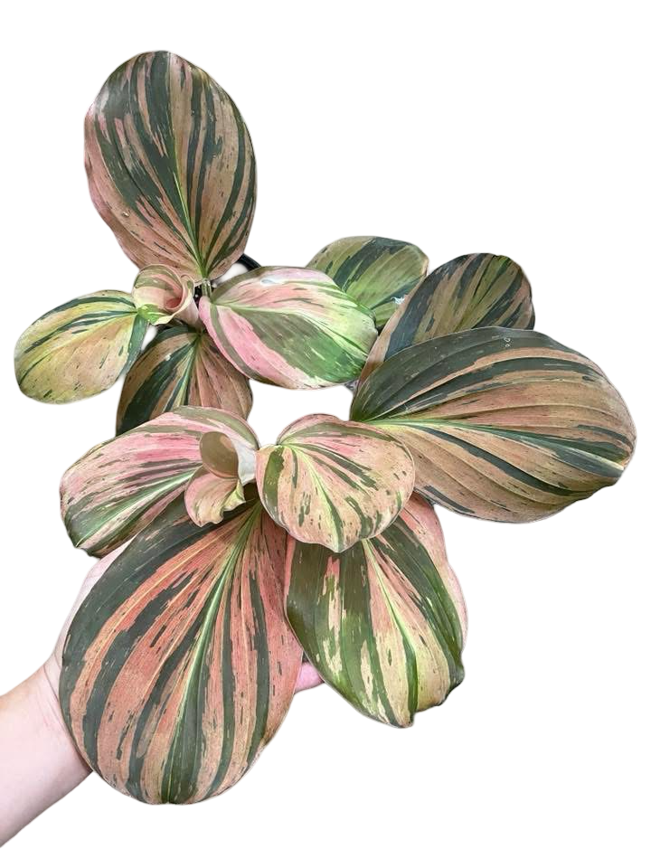 Buy Kaempferia sp. Variegated | Thailand Export – FloristaPearl Garden