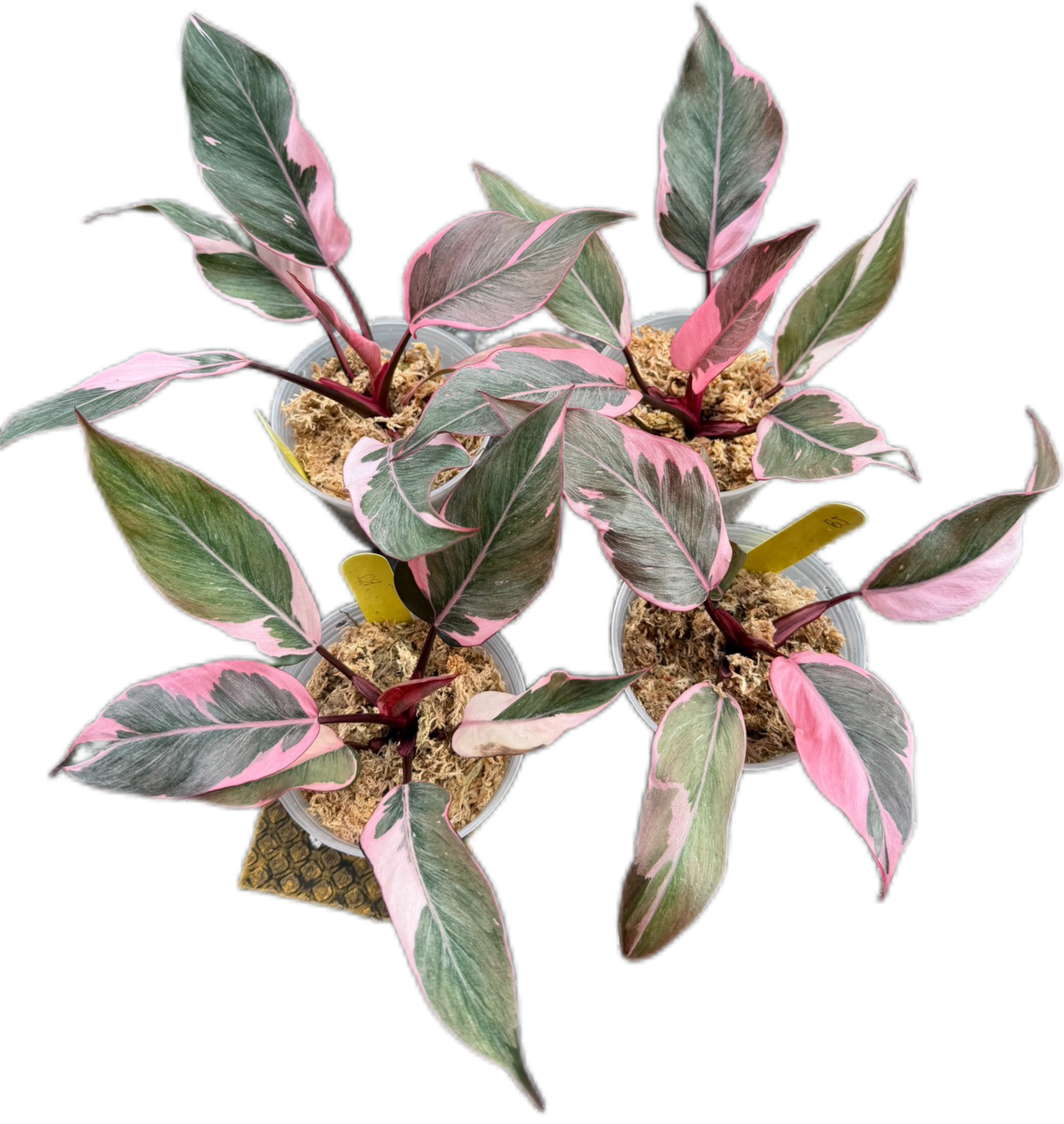 Philodendron Pink Princess Mutation – Wholesale Set of 4 Plants