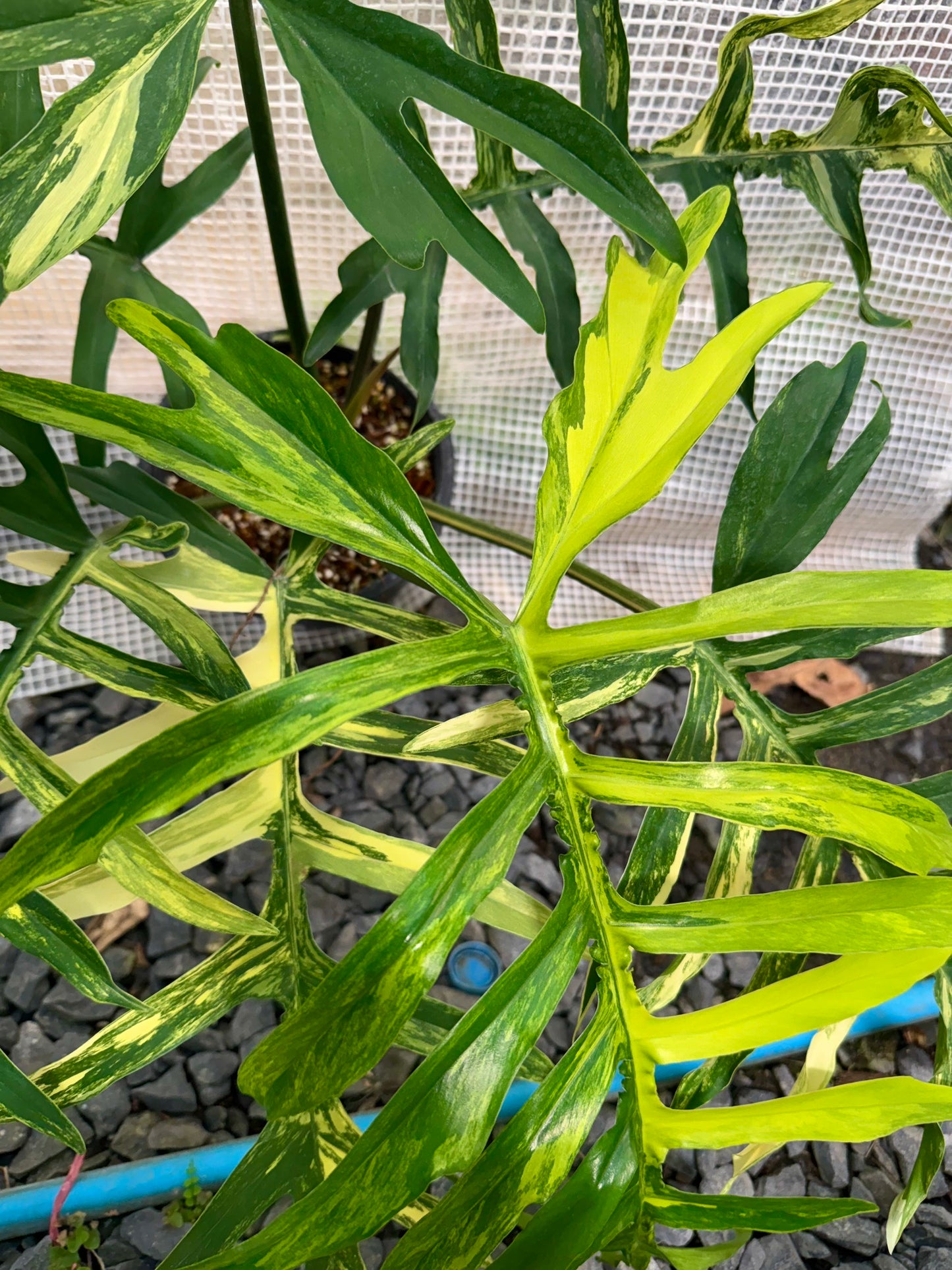 Philodendron Florida Beauty × Tortum (Wide Form)