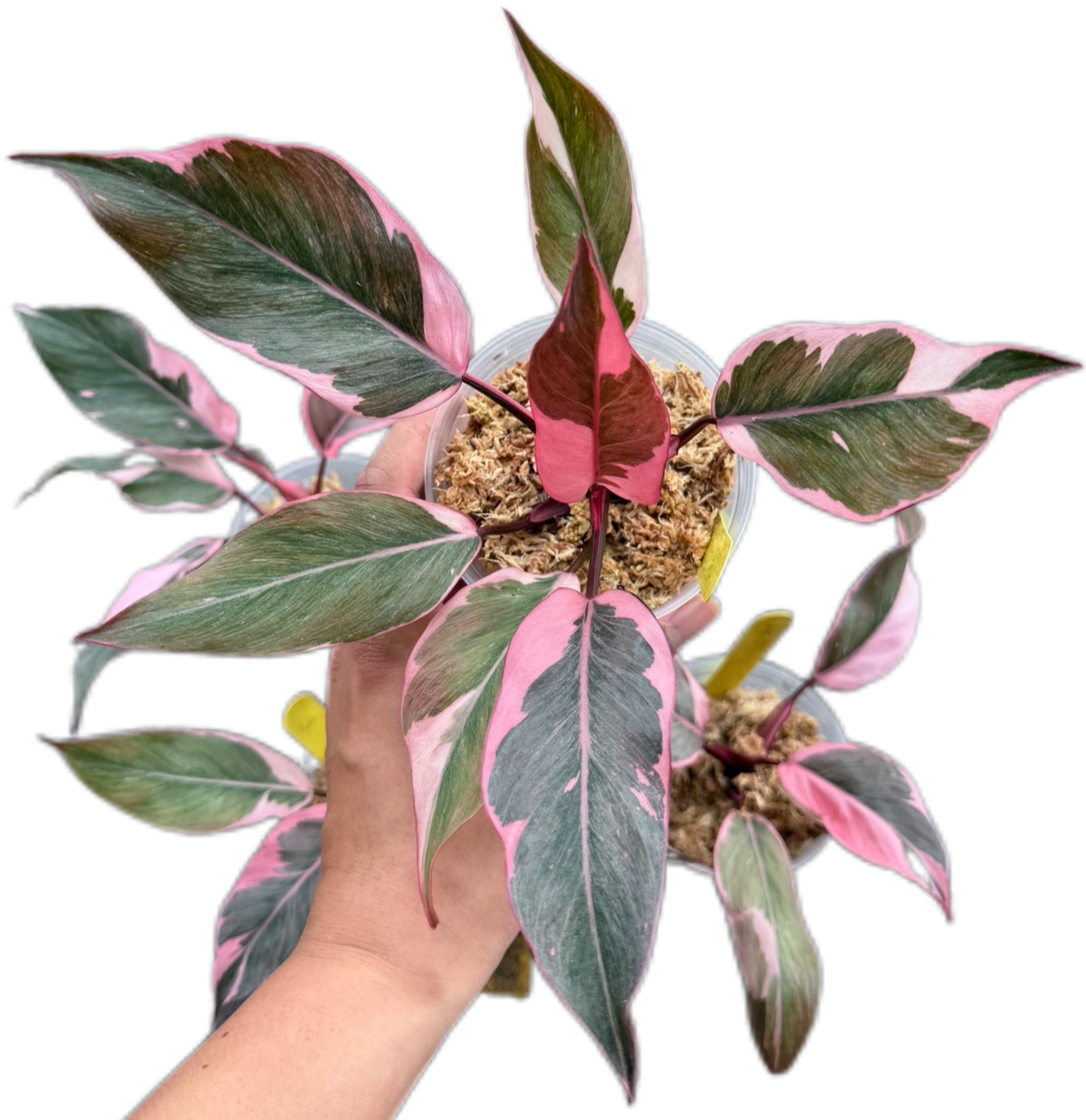 Philodendron Pink Princess Mutation – Wholesale Set of 4 Plants