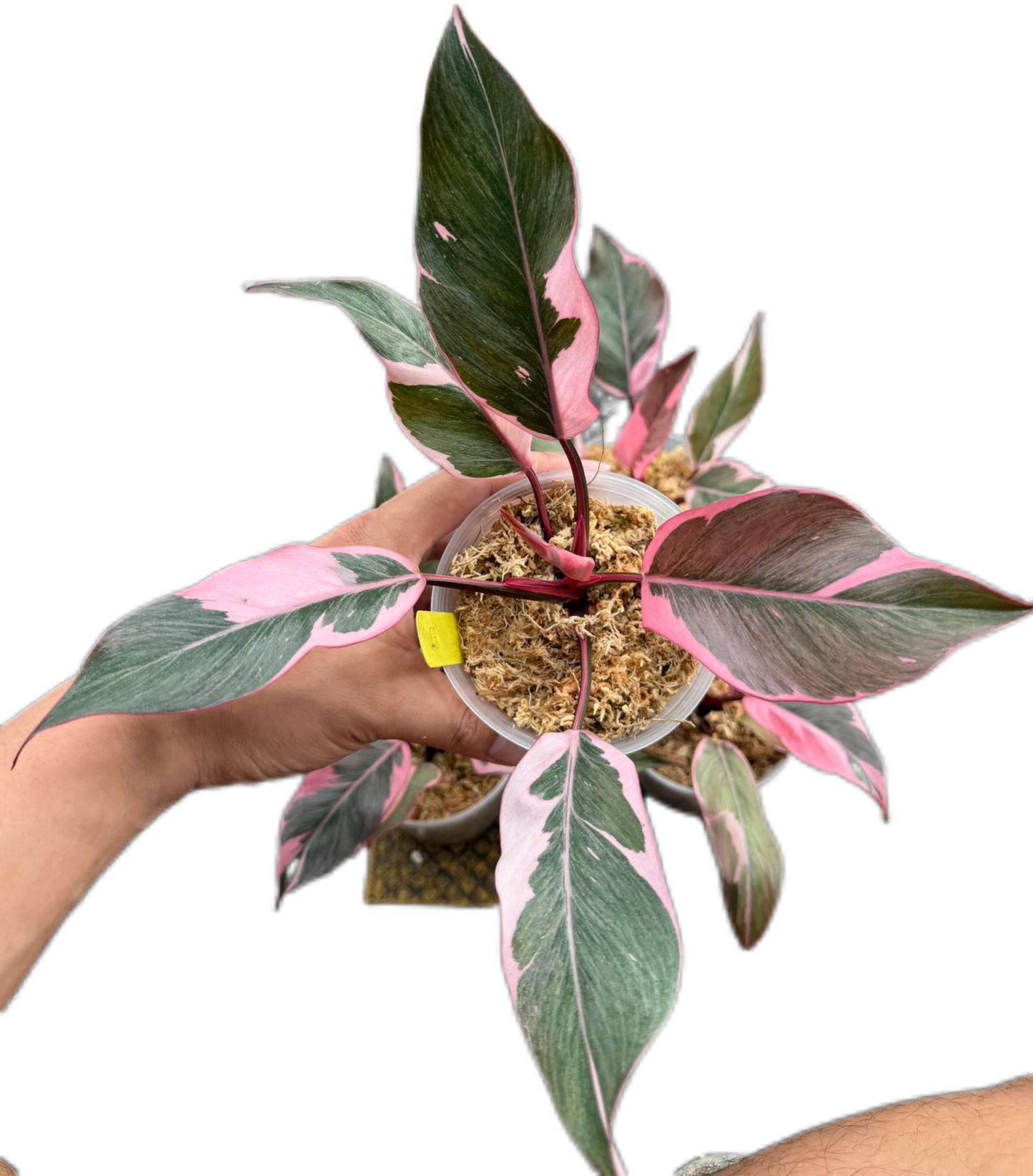 Philodendron Pink Princess Mutation – Wholesale Set of 4 Plants