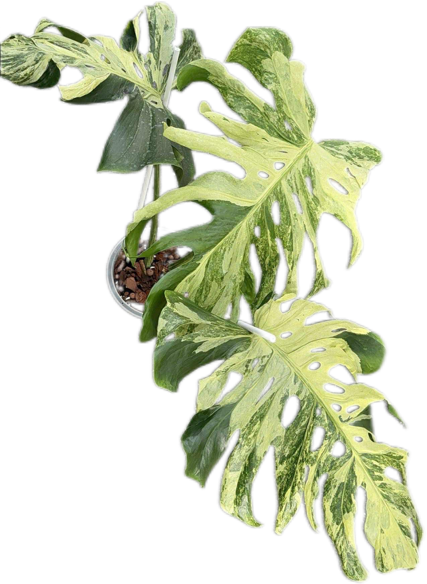 Monstera Deliciosa “Indonesian Masterpiece” – Rare Variegated Exact Plant