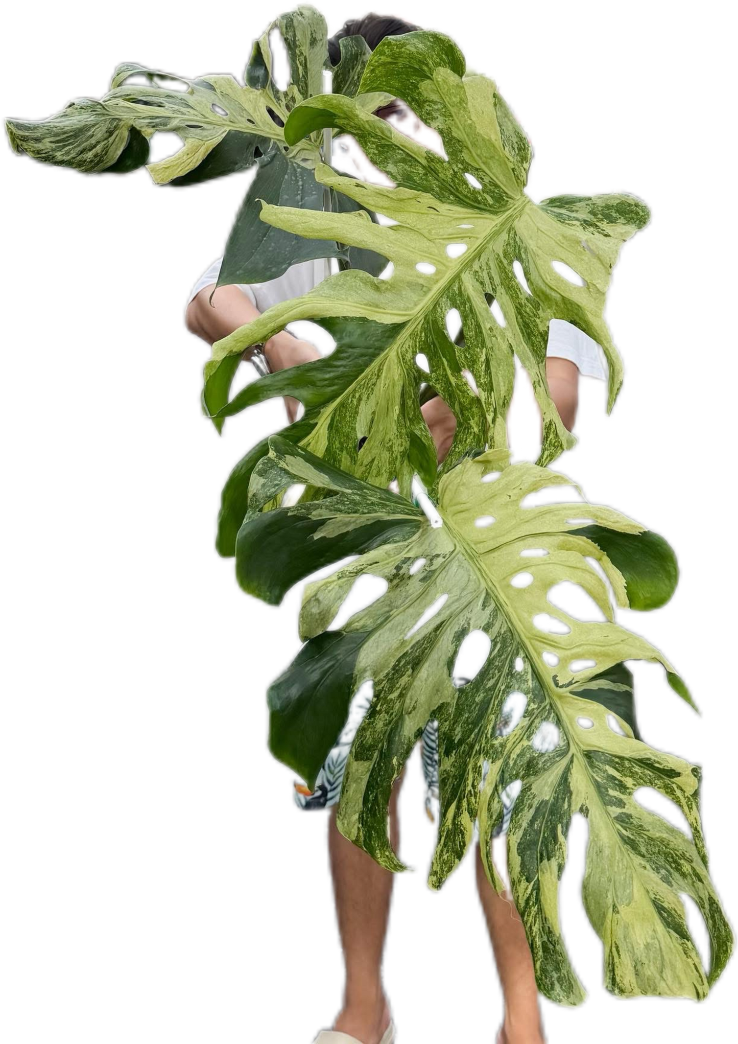 Monstera Deliciosa “Indonesian Masterpiece” – Rare Variegated Exact Plant