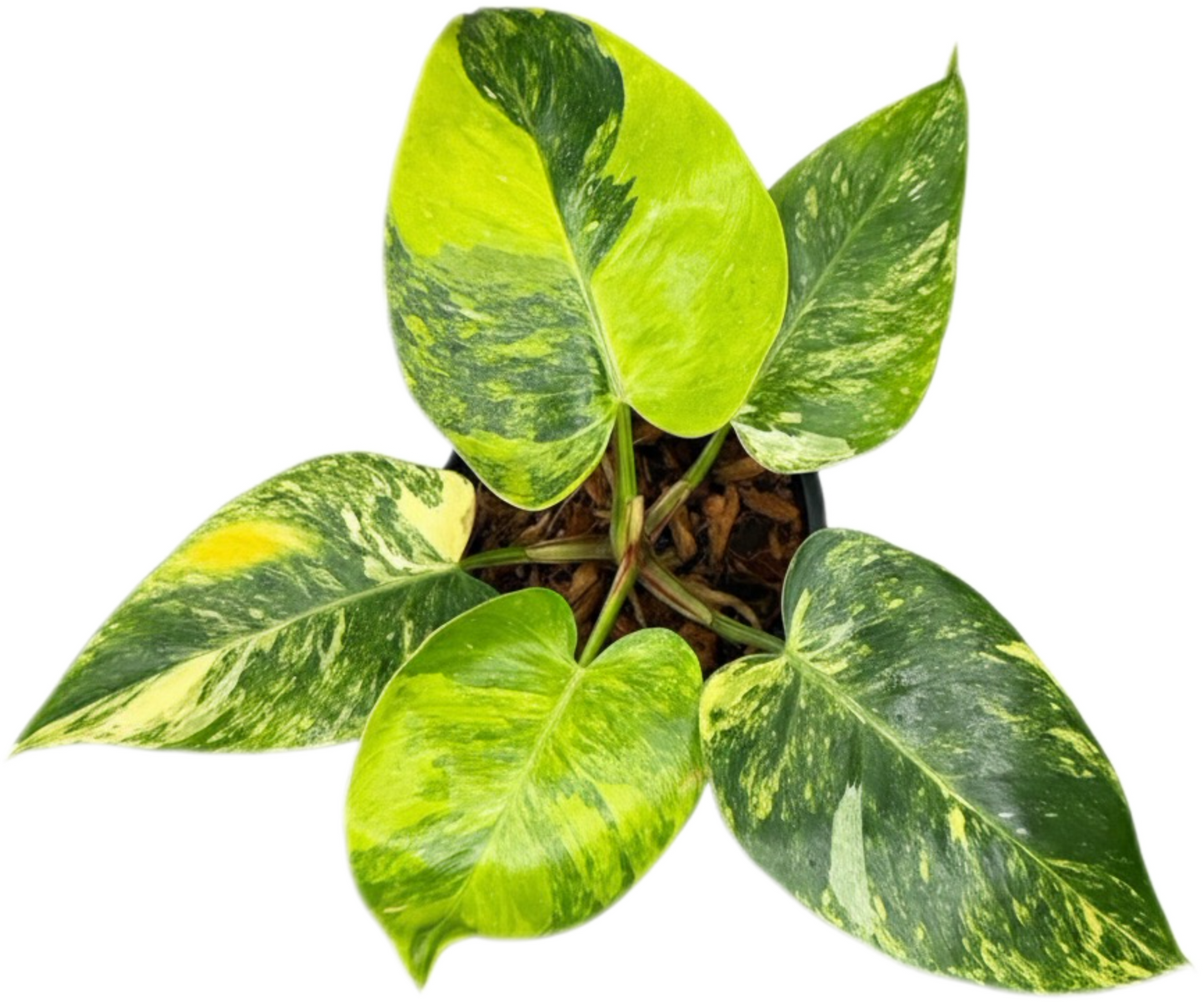 Philodendron White Princess Tricolor Variegated