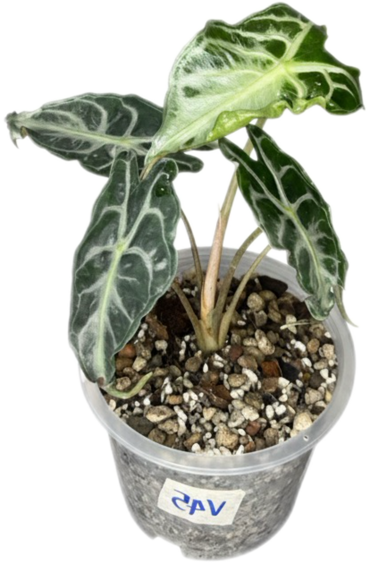 Alocasia “Venom”