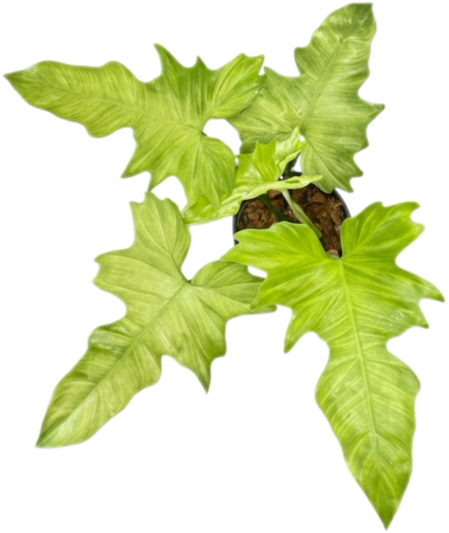 Philodendron Golden Dragon Mint