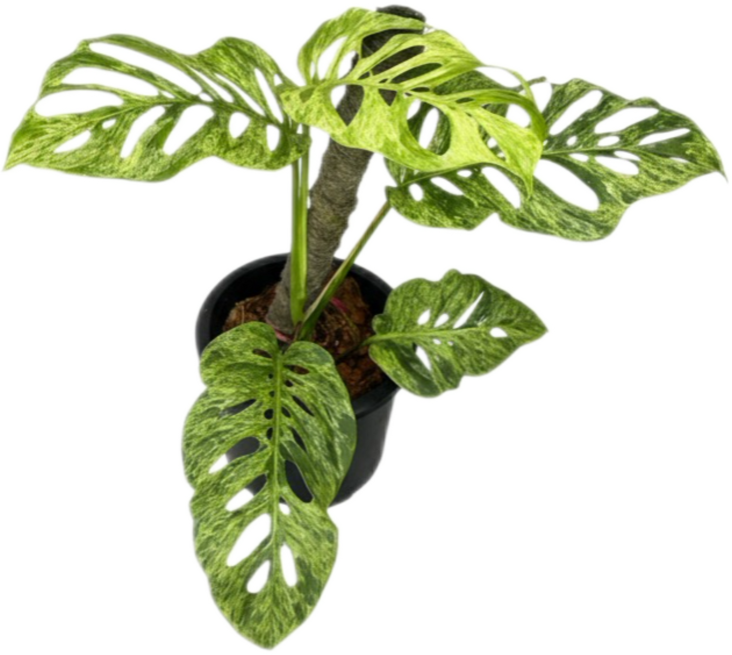 Monstera Adansonii Mottled Variegated – Set of 5 Plants