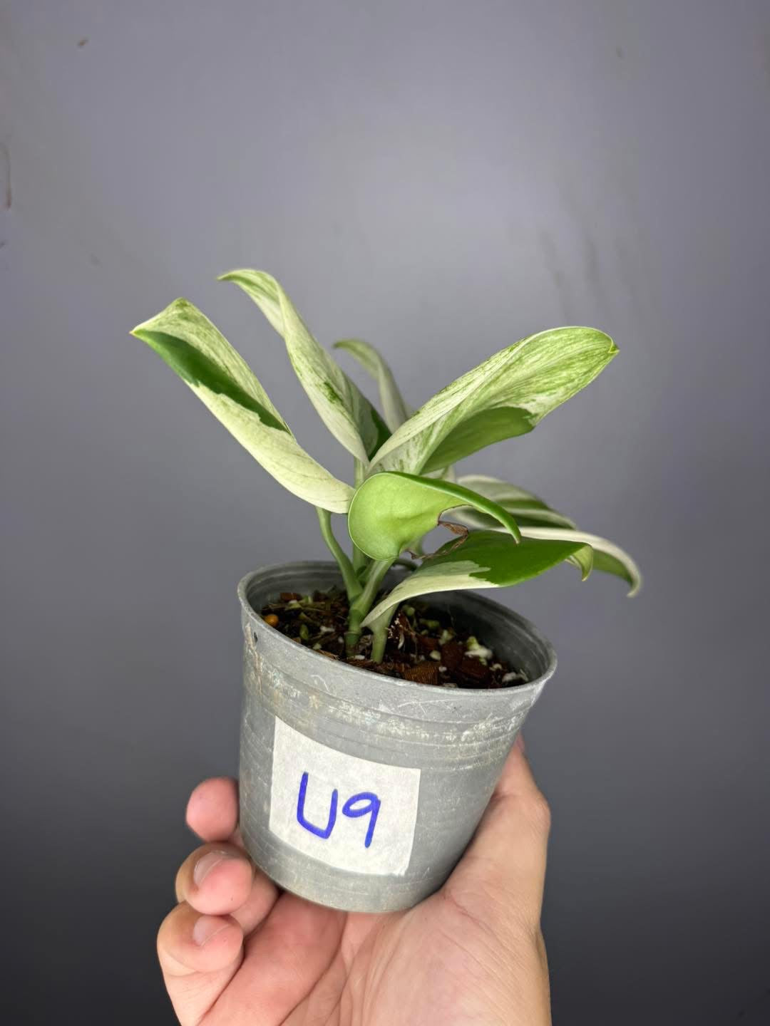 Scindapsus Blue Albo Variegated Wholesale Set of 5 plants