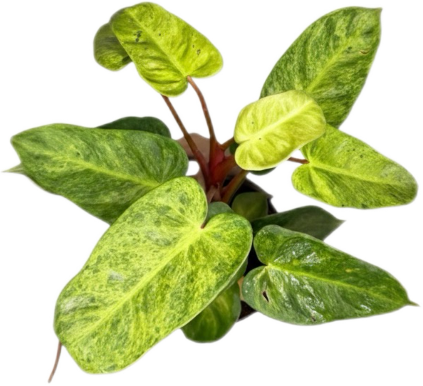Philodendron El Choco x Billietiae Hybrid Set of 5 Plants