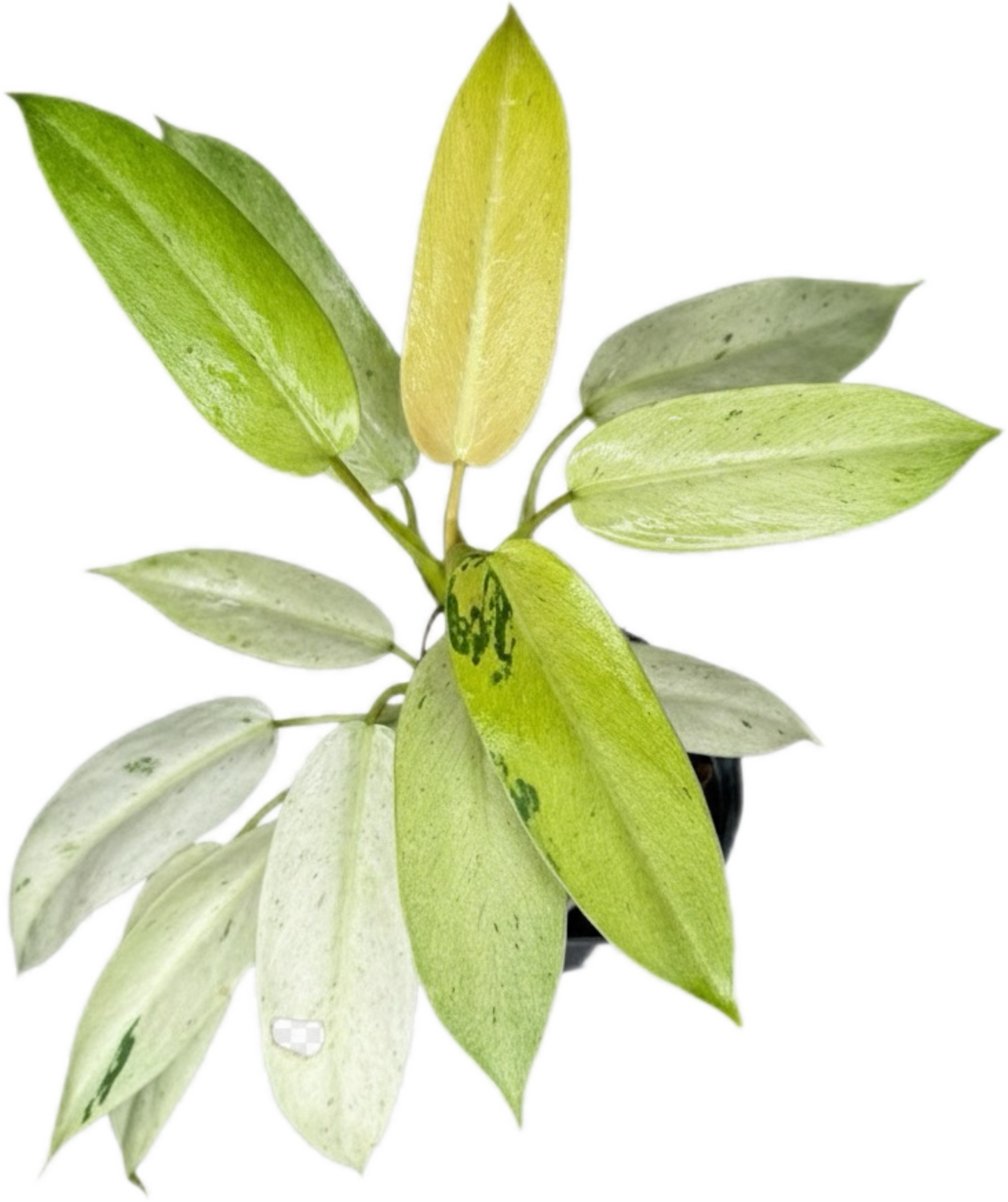 Philodendron Whipple Way Variegated (Set of 10 Plants)