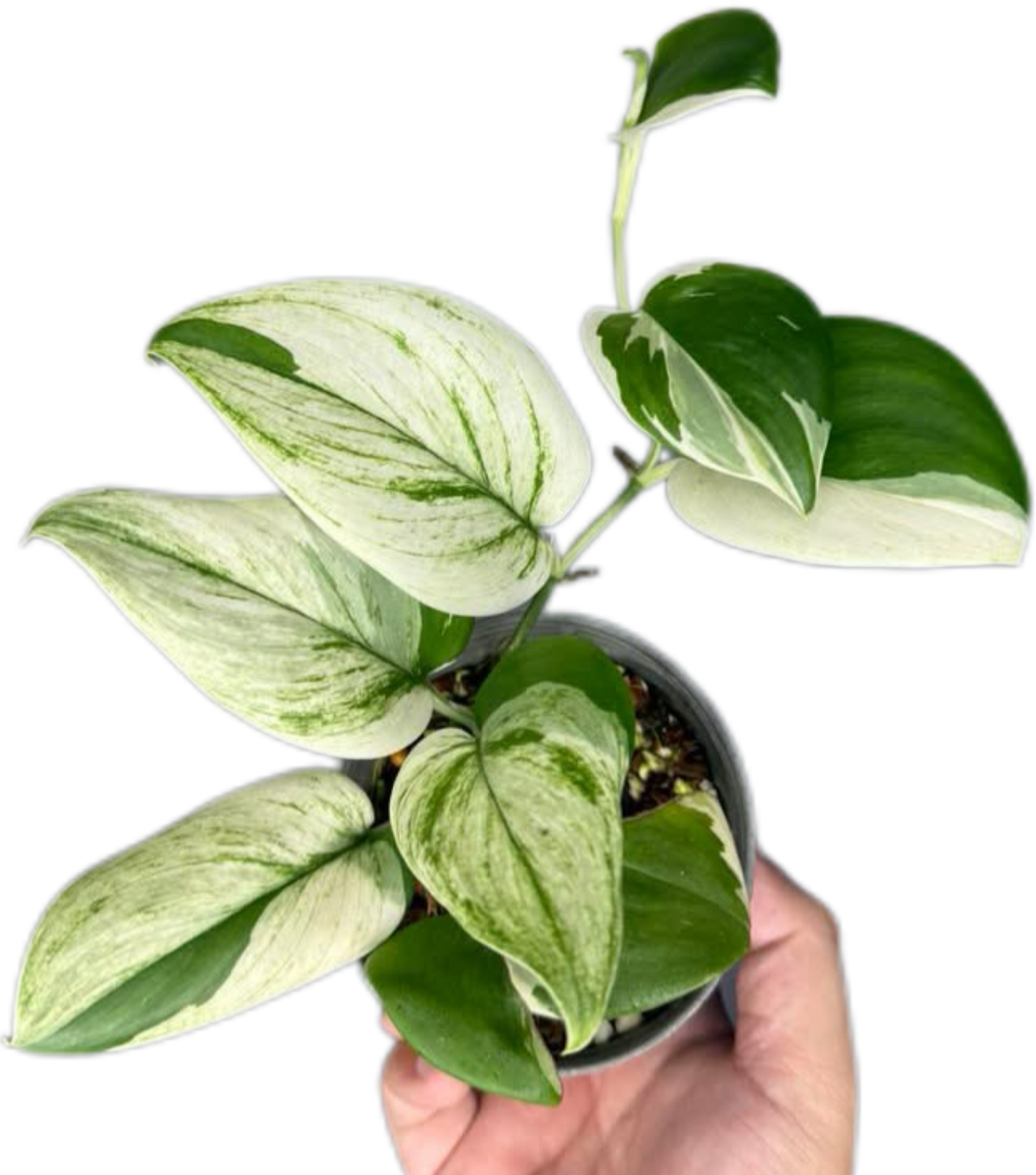 Scindapsus Blue Albo Variegated Wholesale Set of 5 plants