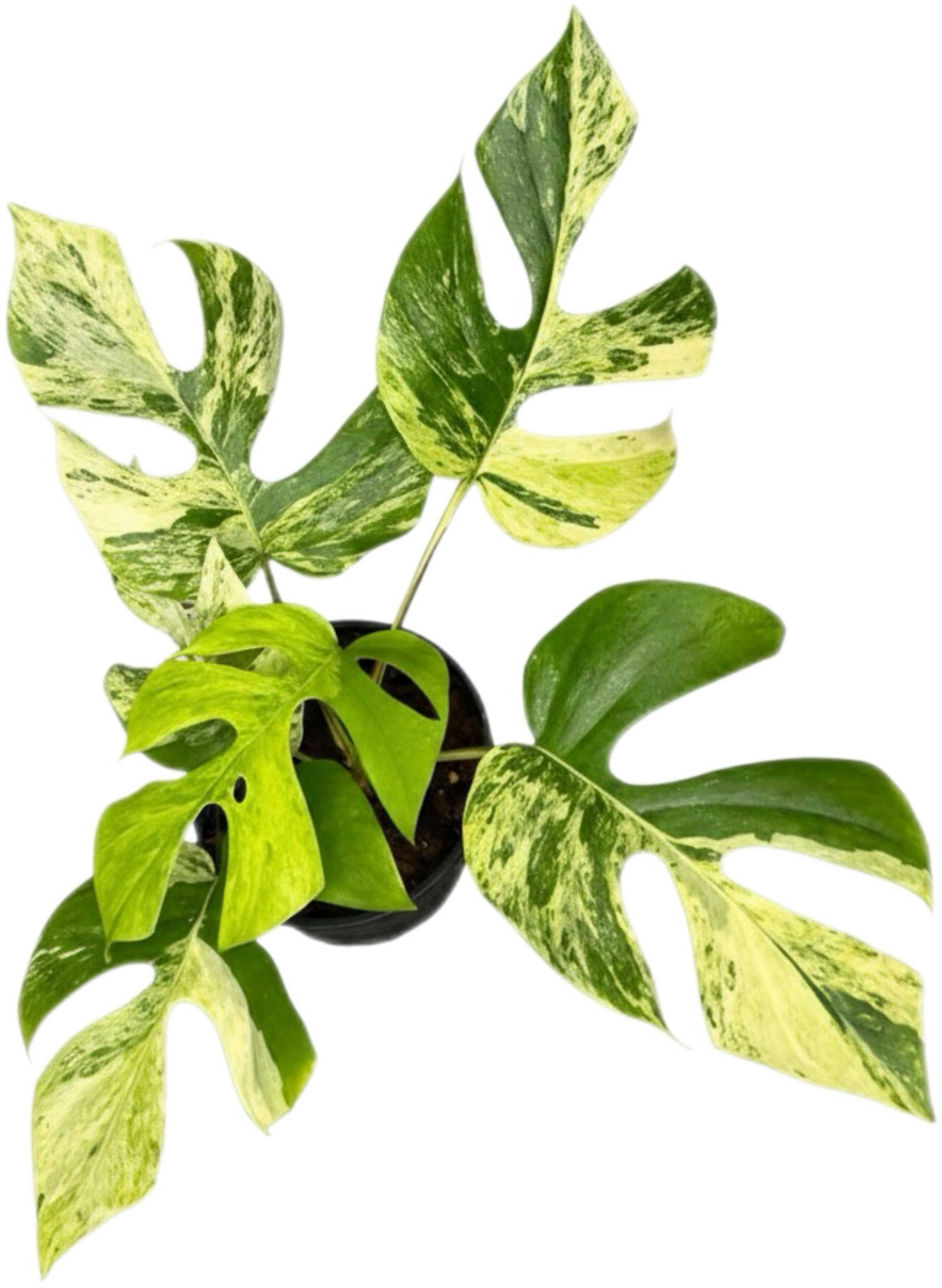 Buy Rhaphidophora Tetrasperma “Migma” | Thailand Export
