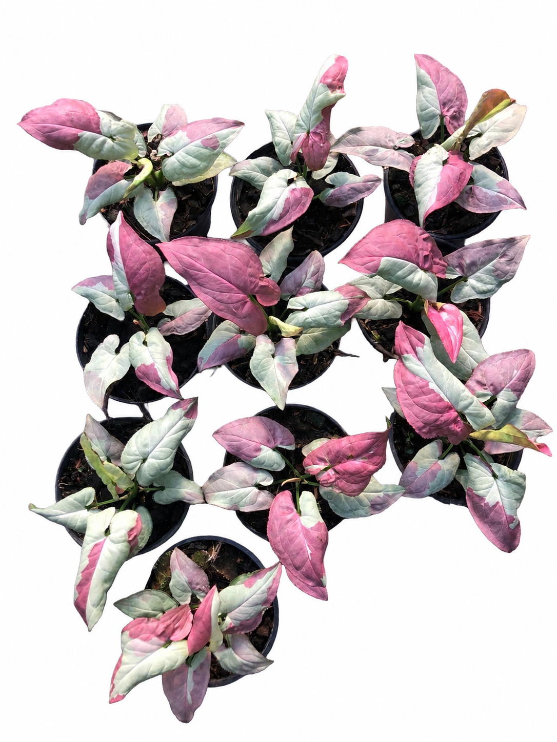 Syngonium ‘Pink Raspberry’ — Set of 5 Plants