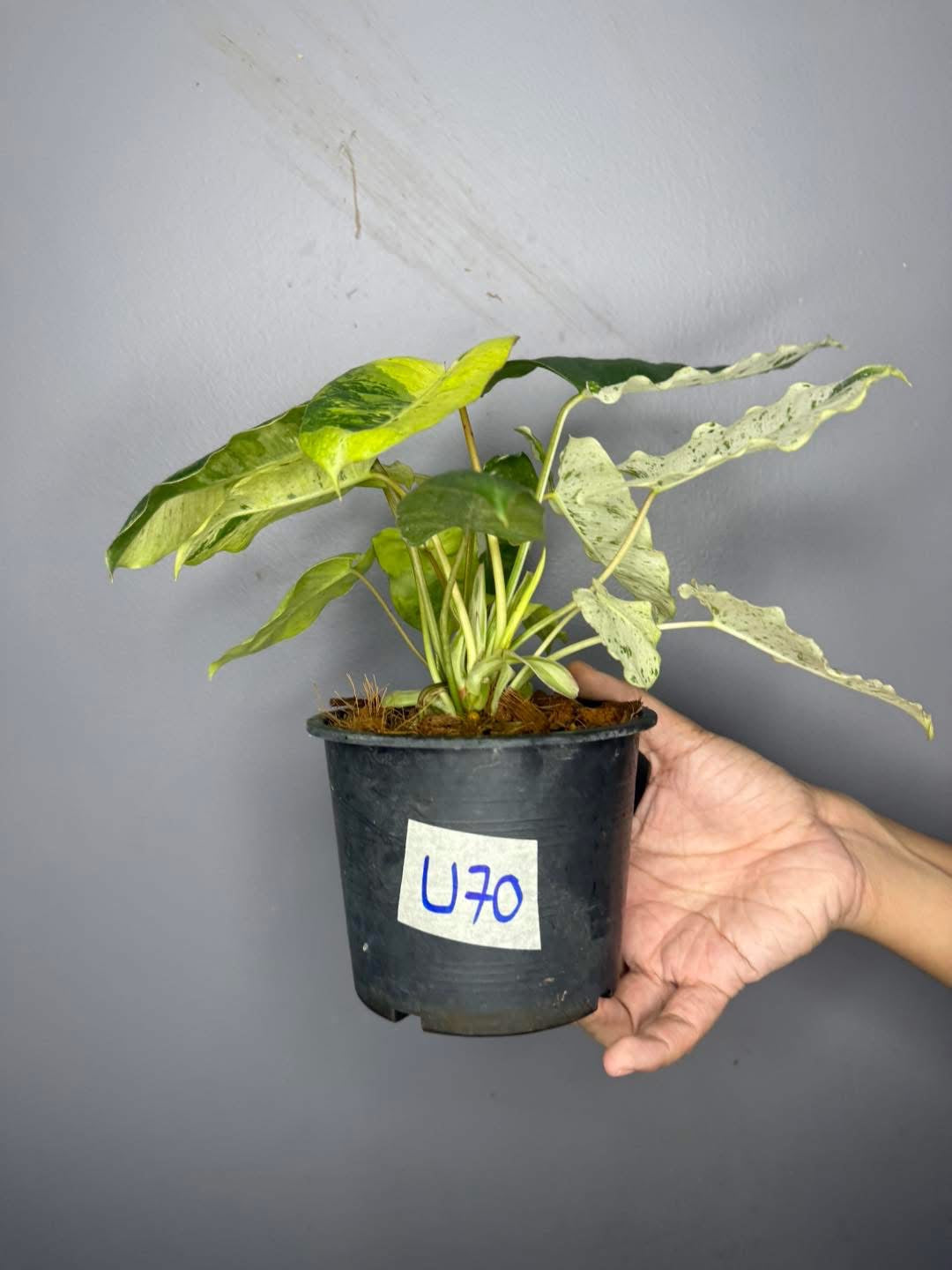 Philodendron Burle Marx “Snow White” Variegated