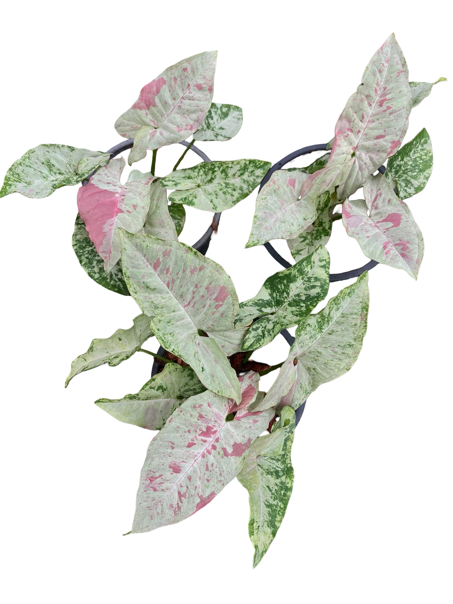 Syngonium ‘Milk Confetti Tricolor’ — Set of 10 Plants