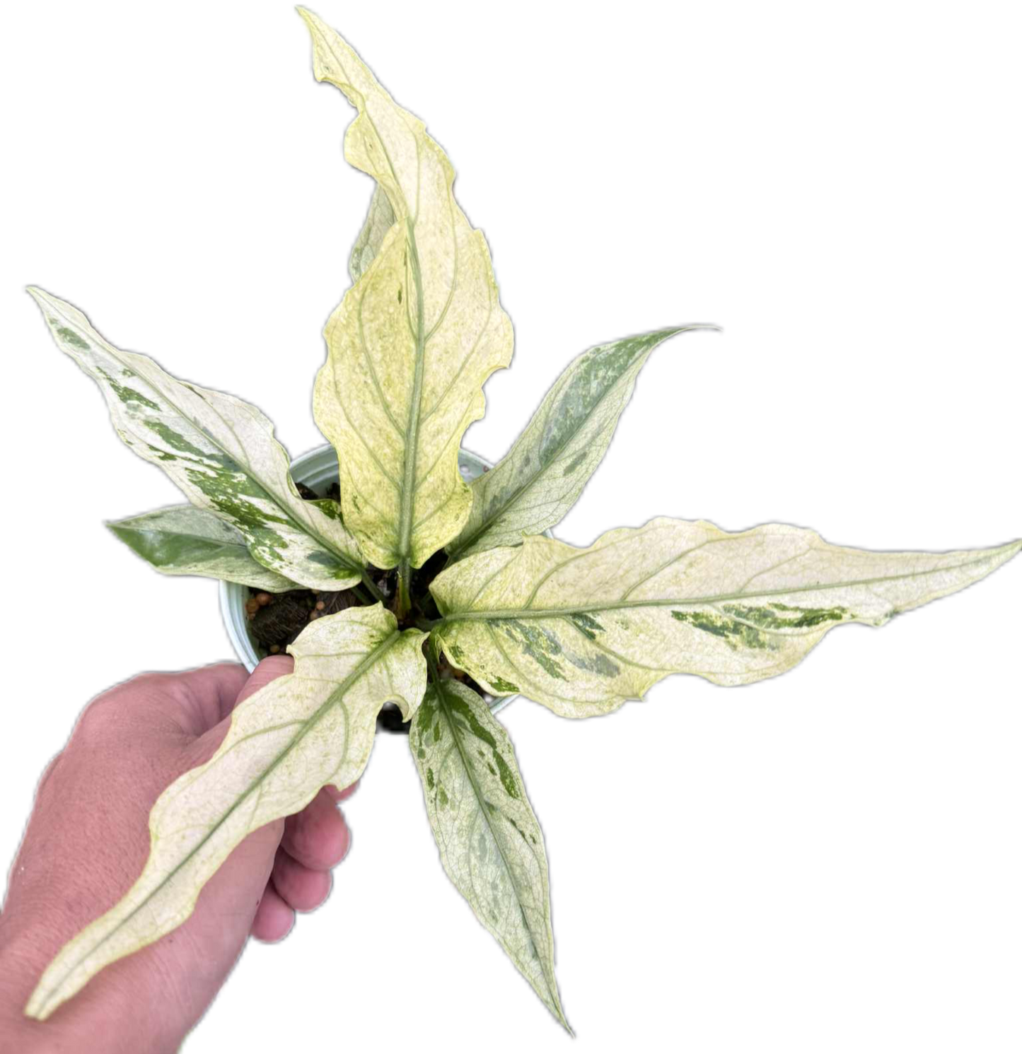 Anthurium Plawmanii Mint Variegated – Set of 3 Plants