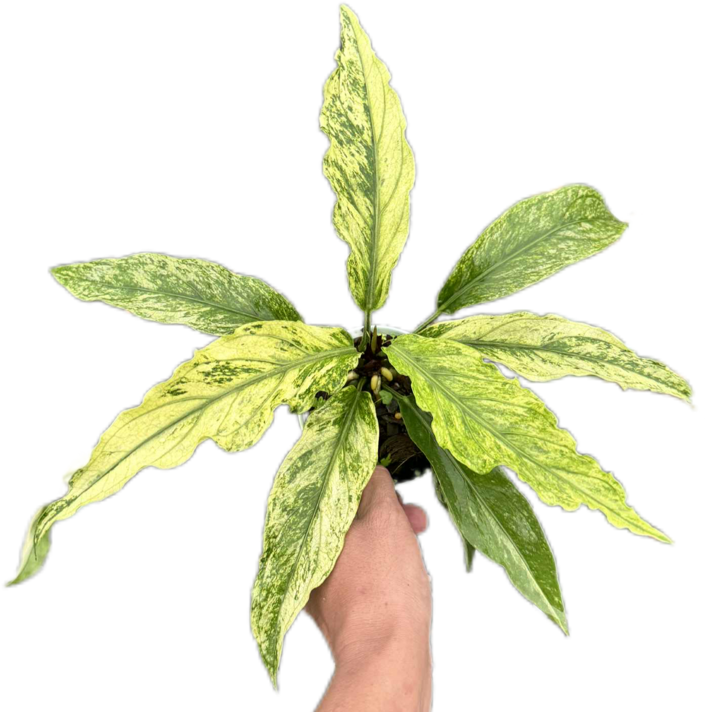 Anthurium Plawmanii Mint Variegated – Set of 3 Plants