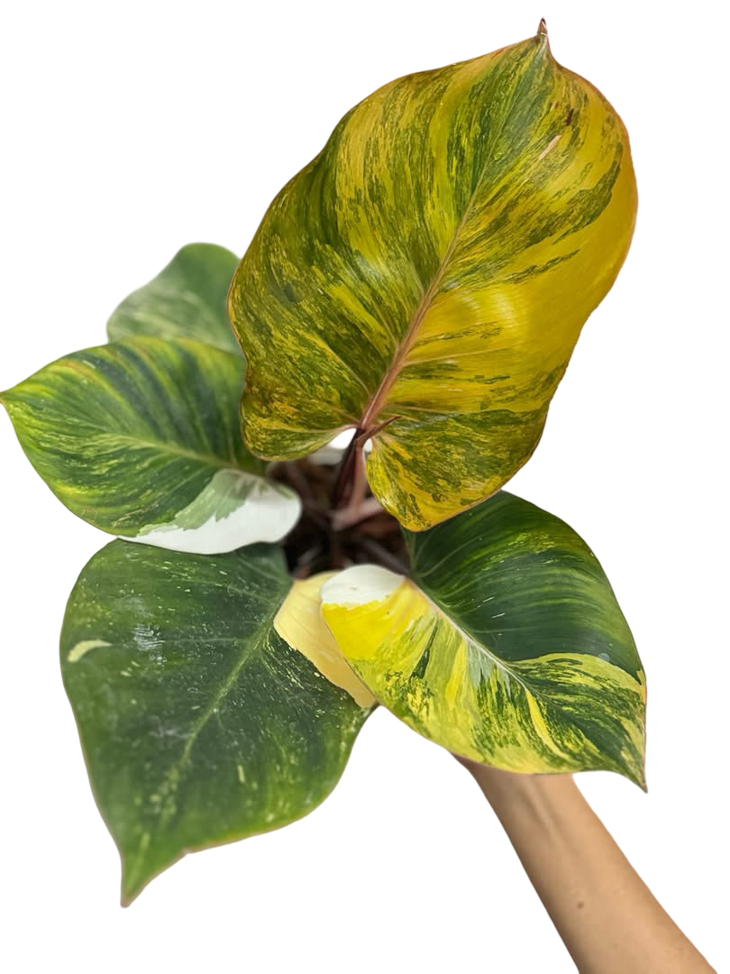 Philodendron Erubescens ‘White Knight Quadricolor Skittles’