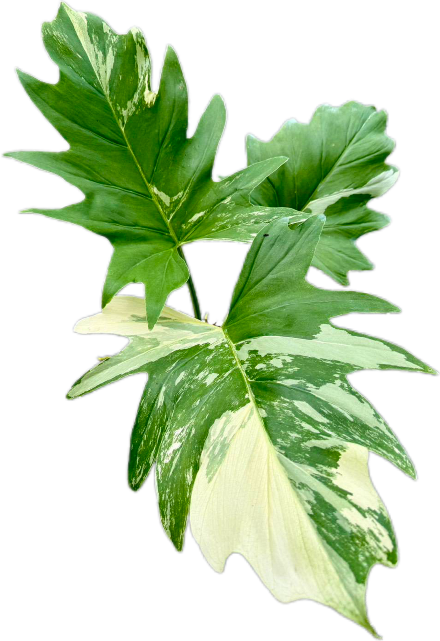 Philodendron Warscewiczii Variegated – Rare