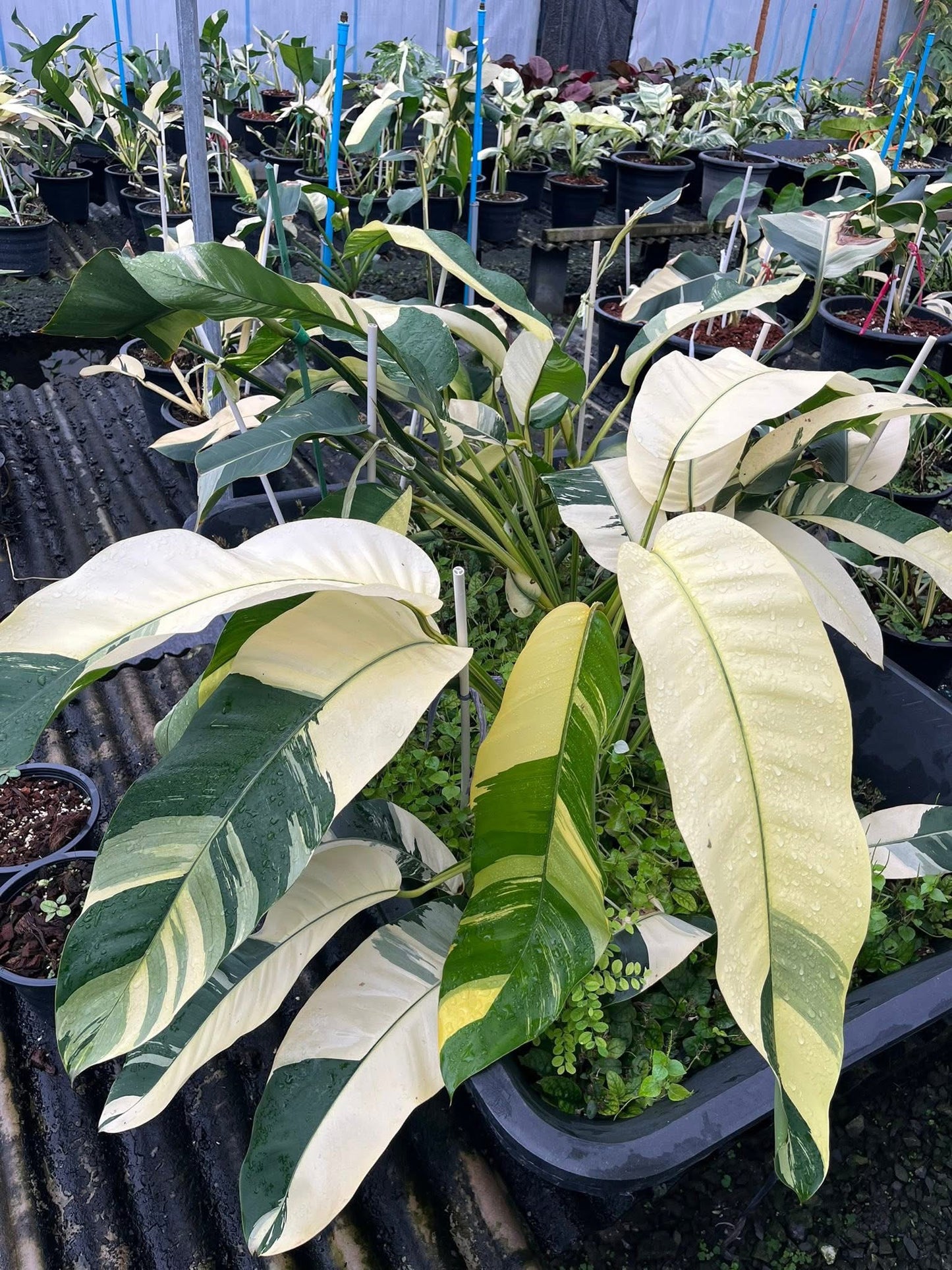 Epipremnum Giganteum Albo Variegated Set of 3 Plants