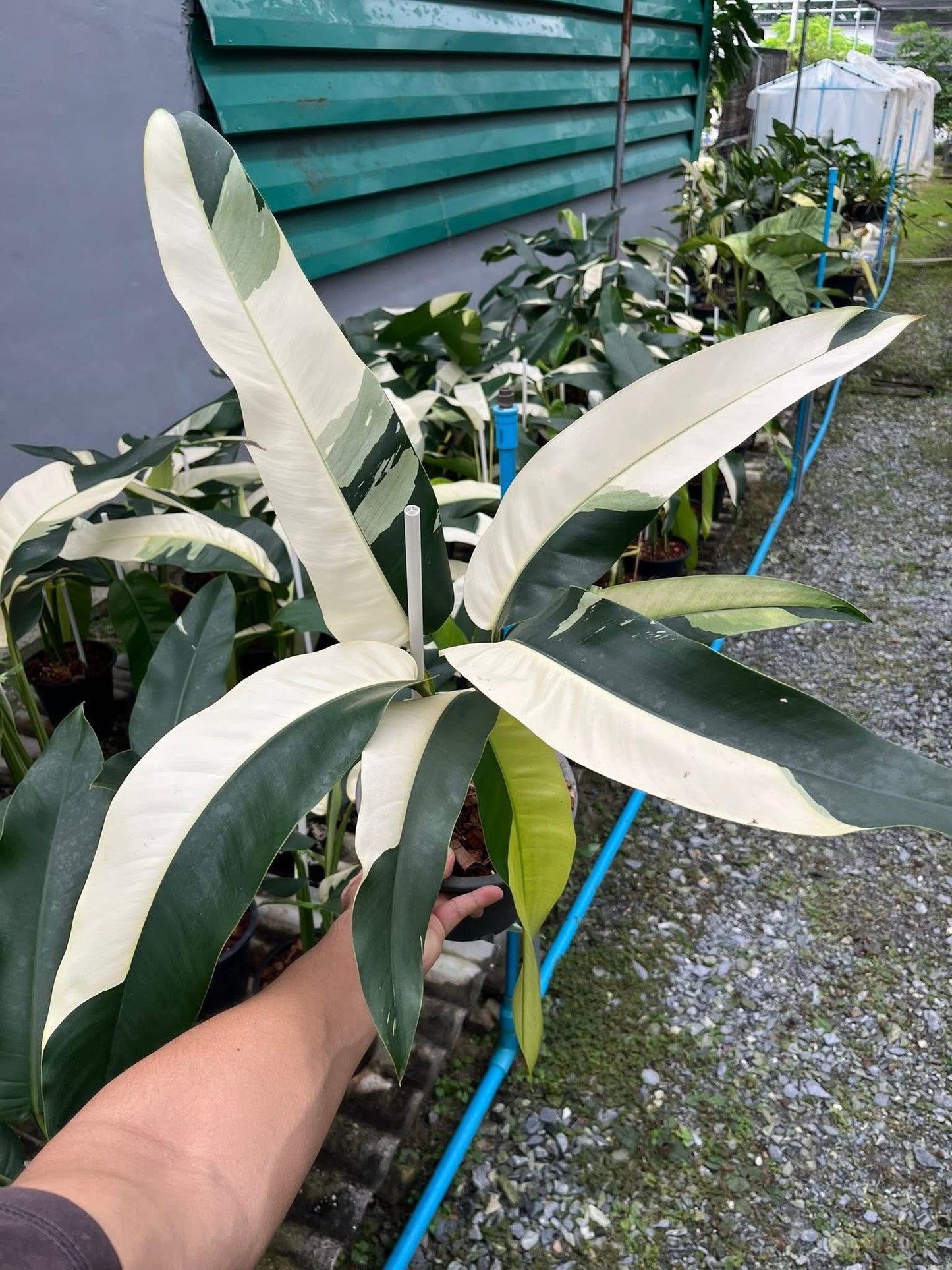 Epipremnum Giganteum Albo Variegated Set of 3 Plants