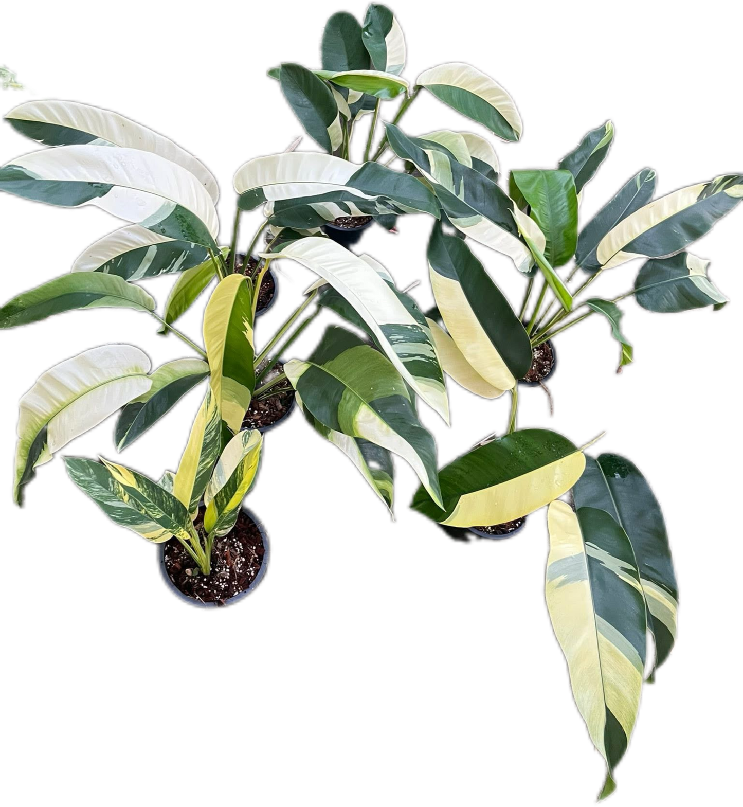 Epipremnum Giganteum Albo Variegated Set of 3 Plants