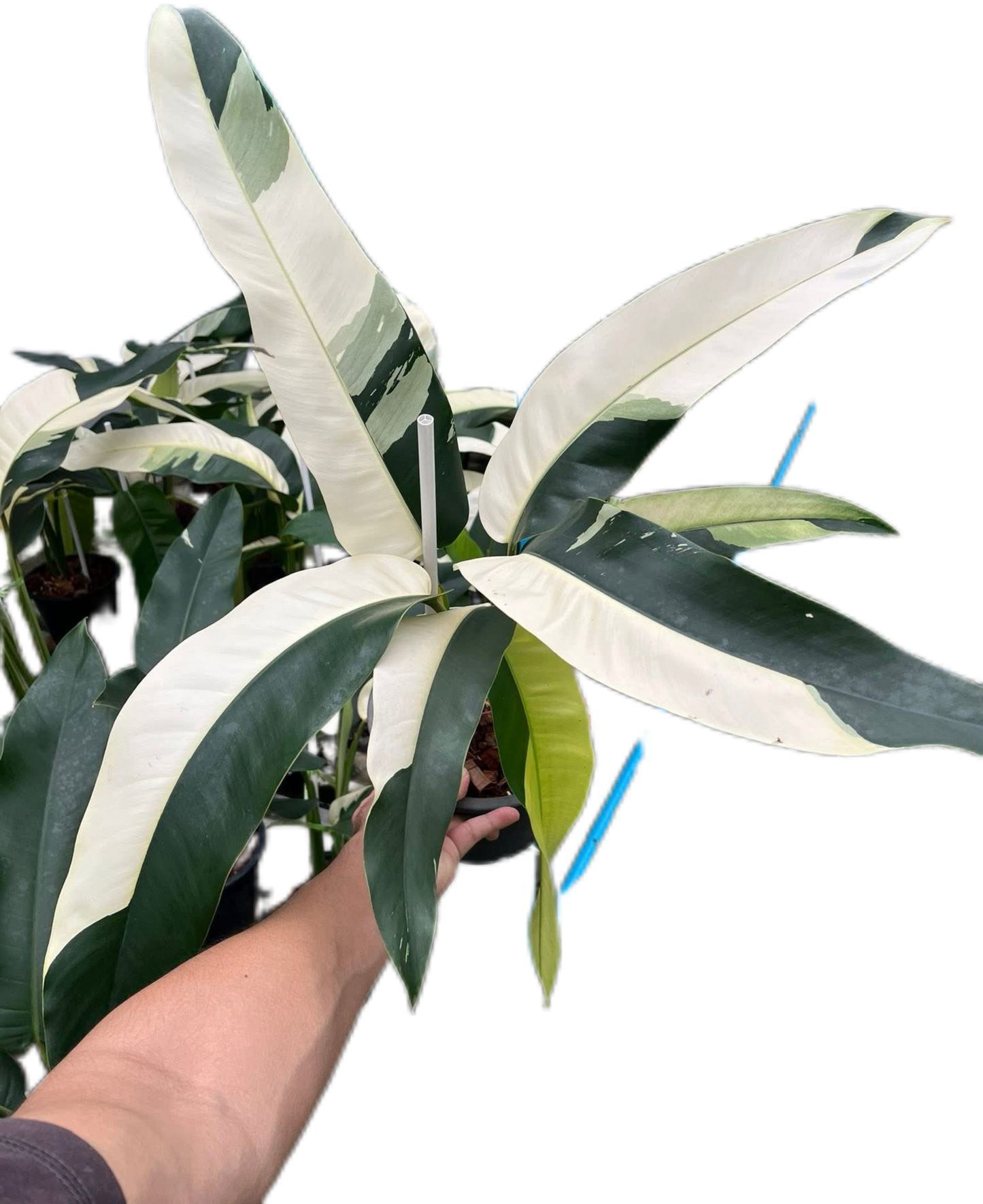 Epipremnum Giganteum Albo Variegated Set of 3 Plants
