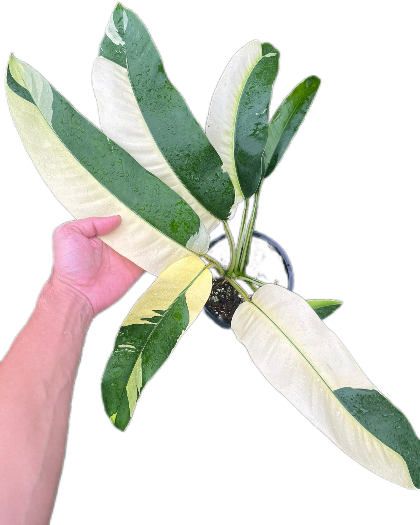 Epipremnum Giganteum Albo Variegated Set of 3 Plants