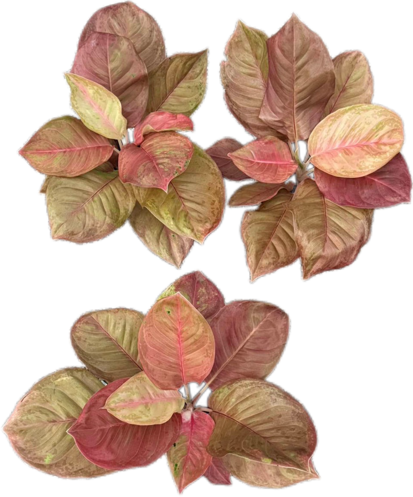 Aglaonema “Sky Velvet Mutation” – Wholesale Set of 5 Plants