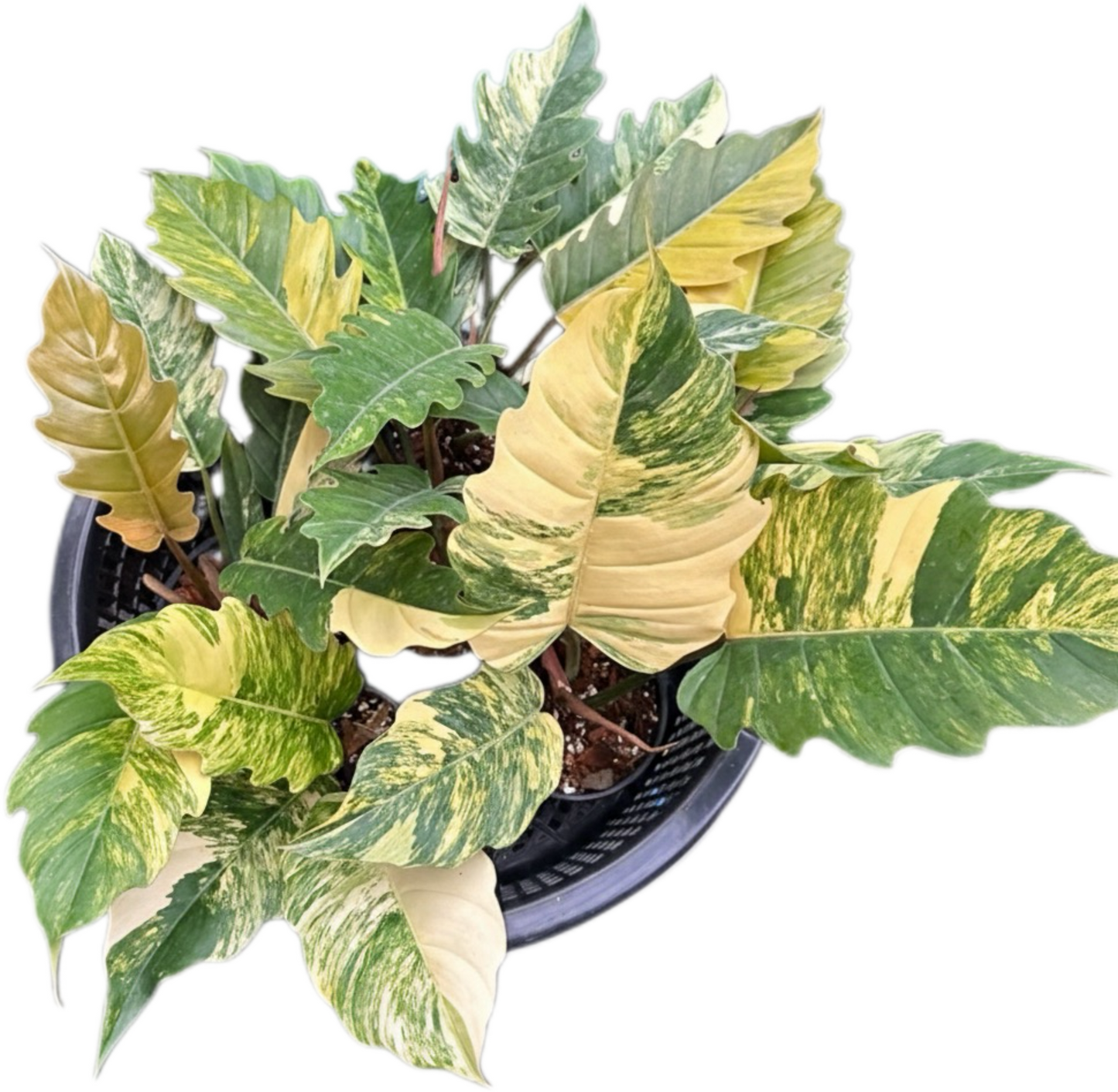 Philodendron Caramel Marble Variegated Wholesale Set of 5 Plants