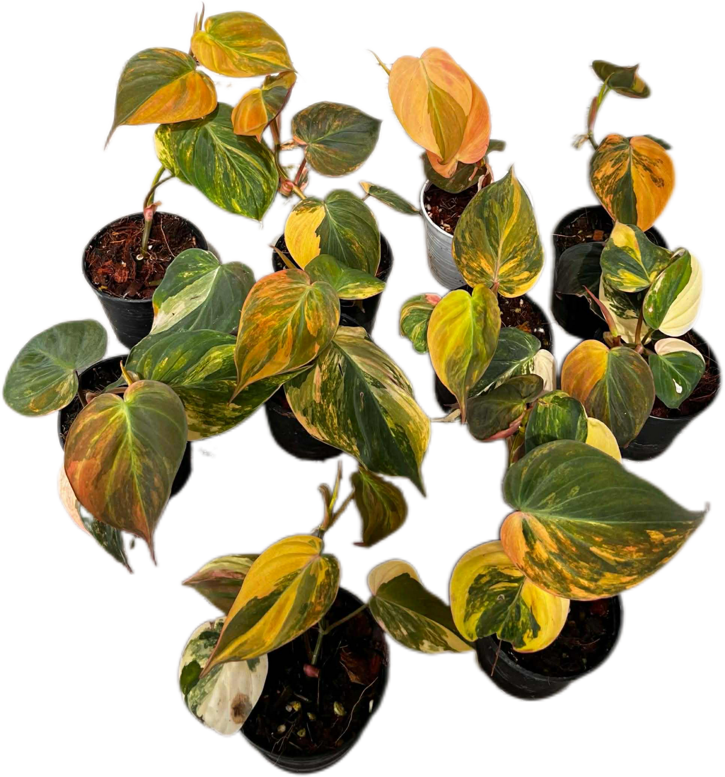Philodendron Micans Aurea Orange High Variegated Wholesale Set of 10 Plants