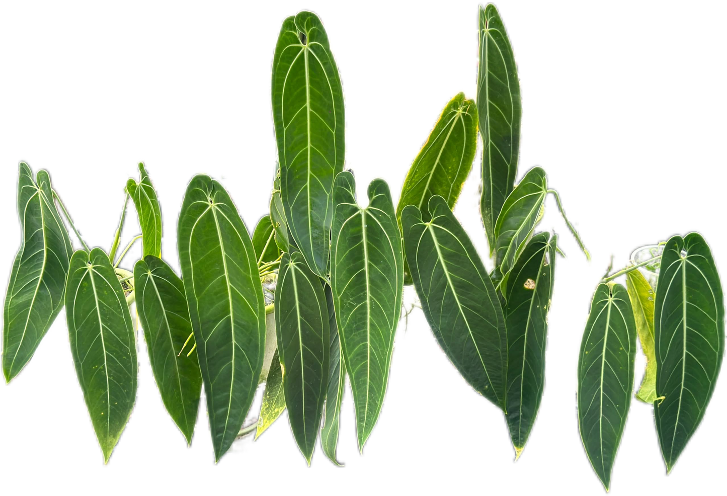 Anthurium Warocqueanum “Queen” – Big Size Wholesale Set of 5 Plants