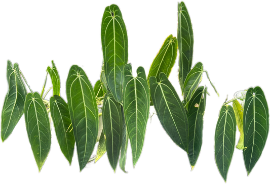 Anthurium Warocqueanum “Queen” – Big Size Wholesale Set of 5 Plants