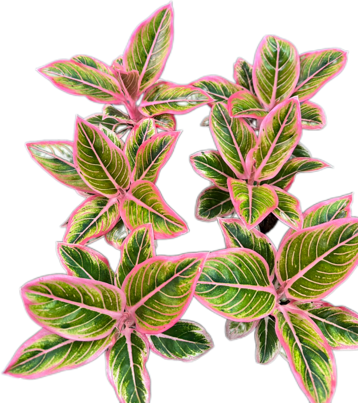 Aglaonema “Lotus Delight” Wholesale Set of 5 Plants
