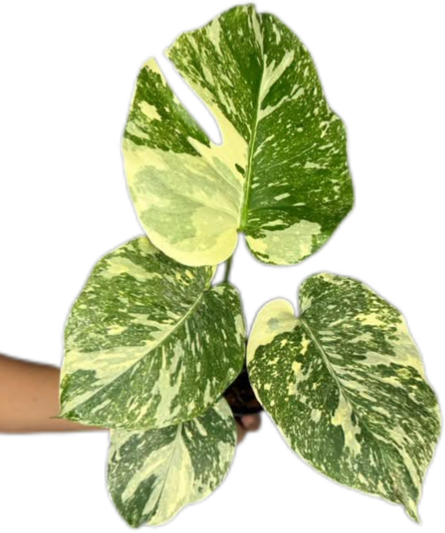 Monstera Deliciosa “White Snow”