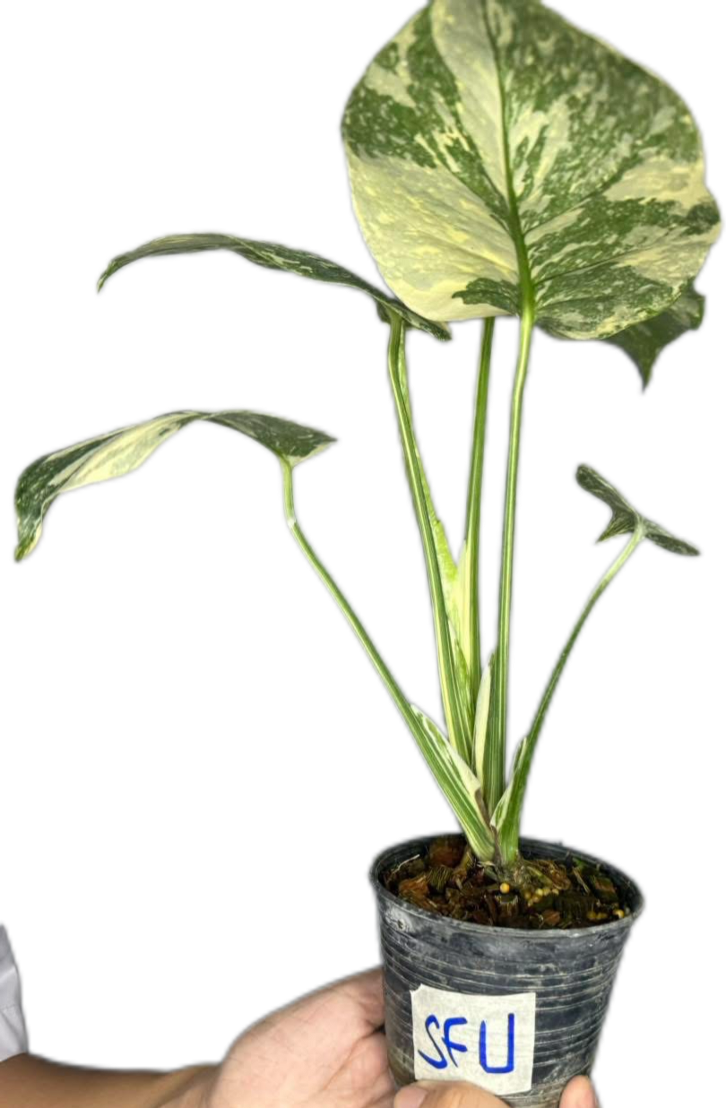 Monstera Deliciosa “White Snow”