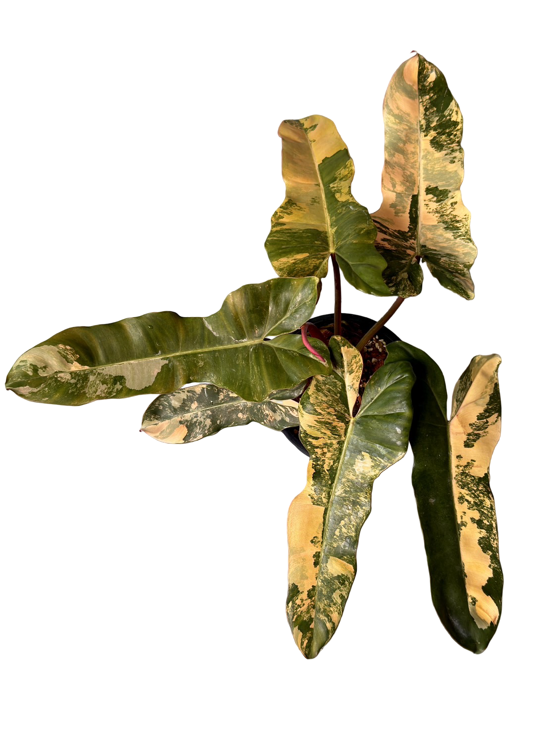 Philodendron (Florida Beauty × Mayoi) × Black Billietiae (FBMY x BBT)