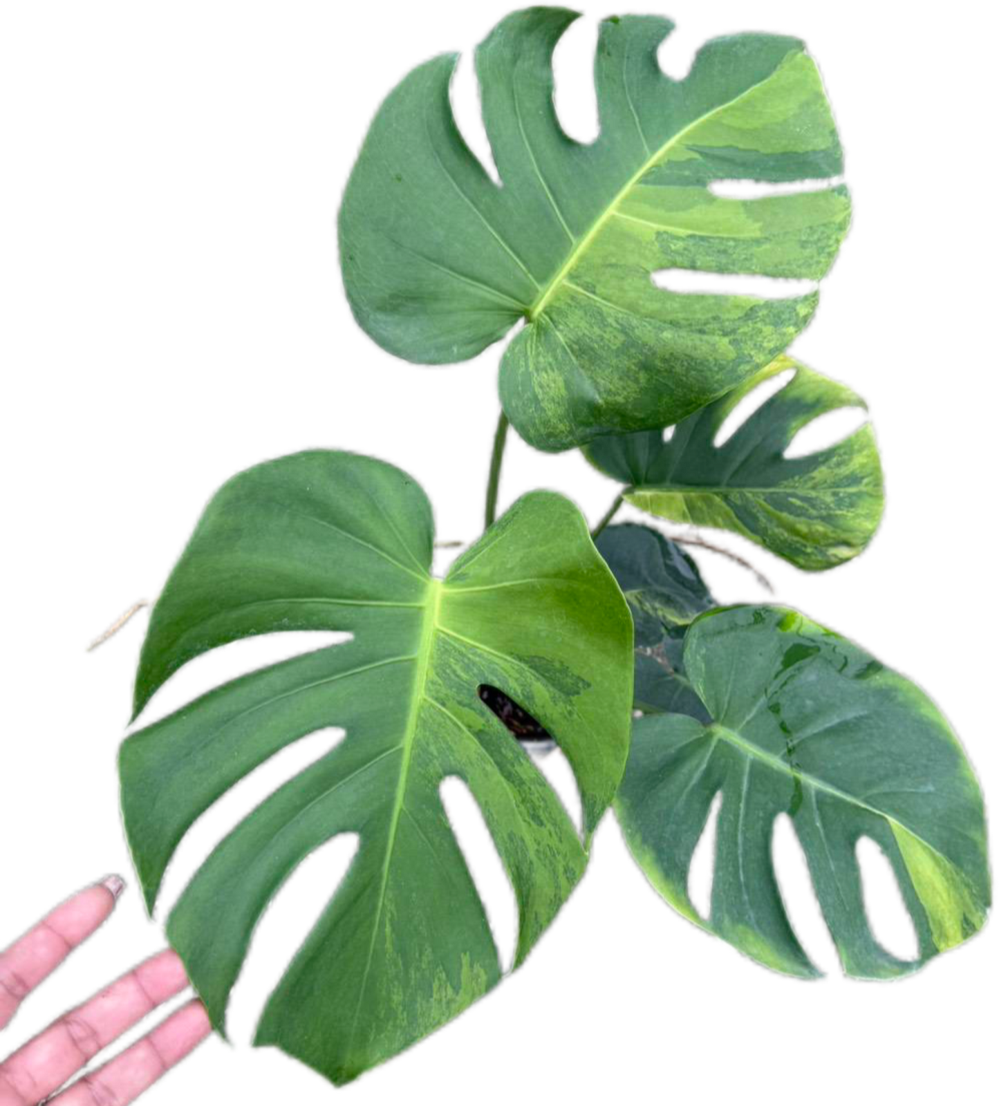 Monstera Deliciosa NoID – The Exact Plant You Will Receive