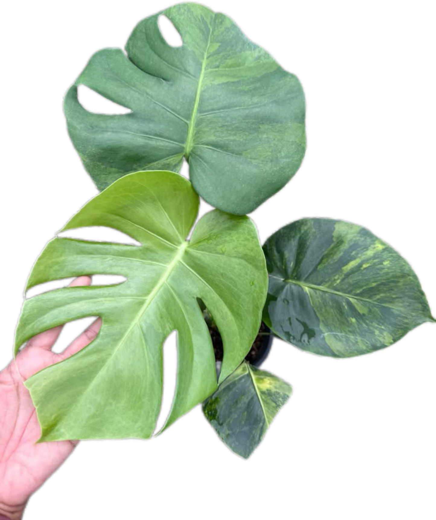Monstera Deliciosa NoID – The Exact Plant You Will Receive