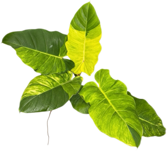 Philodendron Jungle Fever Variegated – Wholesale Set of 5 Plants