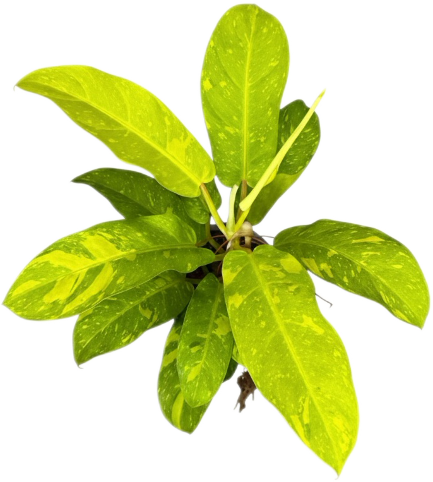 Philodendron Golden Goddess Variegated – Set of 5 Plants (Wholesale)